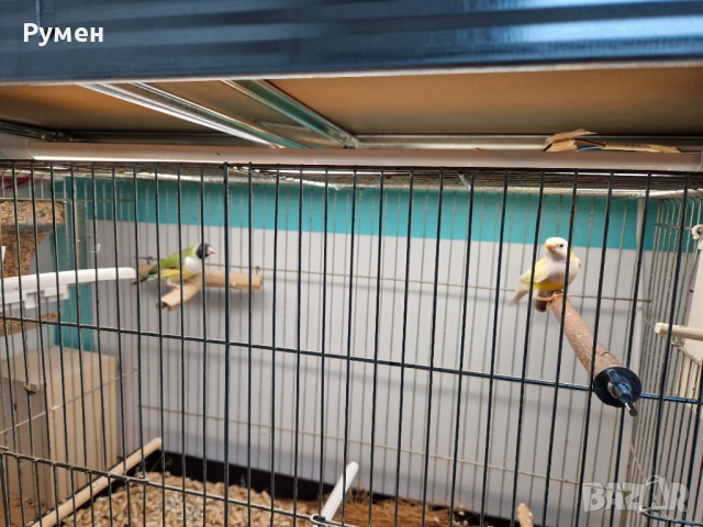 Гулдови амадини чифтове, снимка 3 - Амадини - 52976074