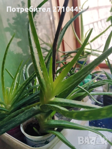 Лечебно Алое Вера, снимка 2 - Стайни растения - 37624538