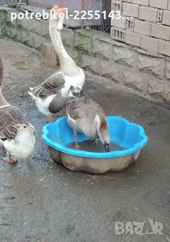 Яйца от Лебедови гъски-3 Евро, снимка 2 - други­ - 53889761