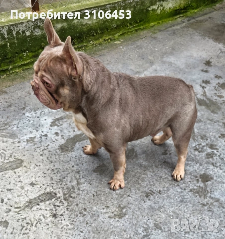 Френски булдог изабела тан 