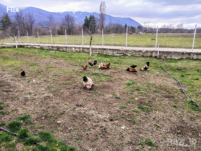 разплодни яйца , снимка 8 - Кокошки и пуйки - 53995912