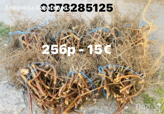 Разсад малини