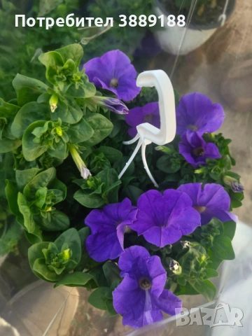 Каскадна петуния в кошница, снимка 7 - Градински цветя и растения - 53854941