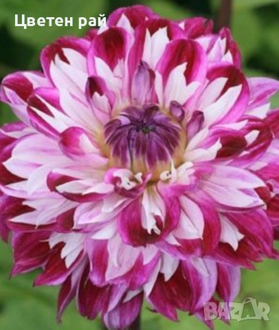 Грудки на няколко цвята далии , снимка 2 - Градински цветя и растения - 52506160