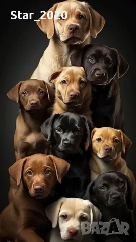 Светеща картина с LED осветление - кучета 