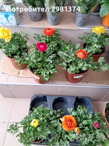 Ранукулус(Лютиче), снимка 4 - Градински цветя и растения - 53534608