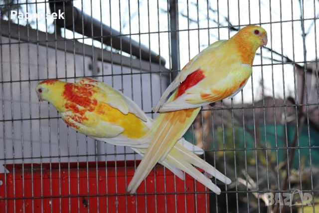 Работещи двойки Пойни Папагали , снимка 10 - Папагали - 50786813