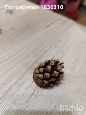 Малки шишарки, снимка 4 - Други - 52135320