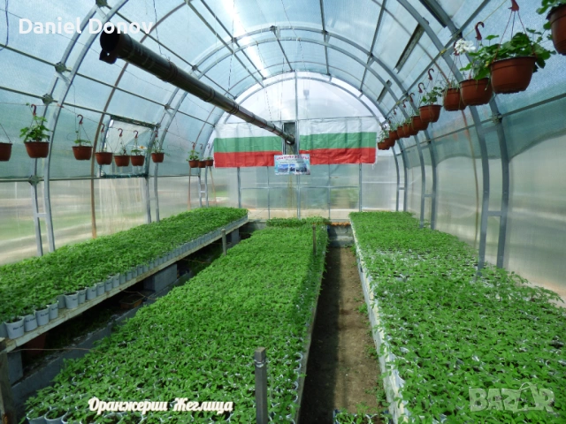 РОЗОВА МАГИЯ + още над 150 сорта домати, снимка 2 - Разсади - 53730607