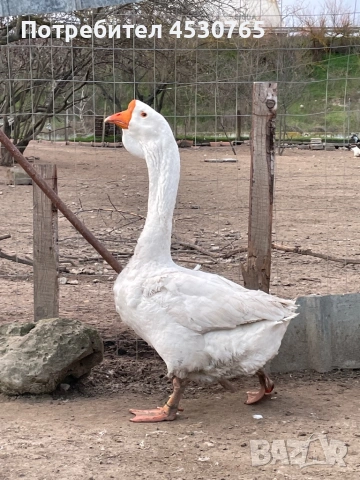 Мъжки Холмогорски Гъски