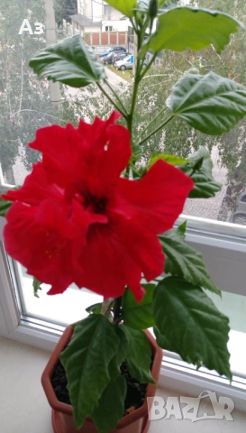продавам цветя Китайска роза, червена, кичеста
