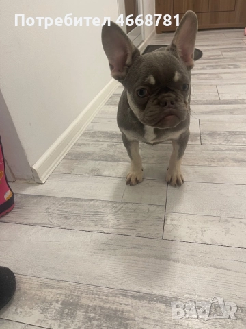 Френски булдог, снимка 2 - Френски булдог - 52787395