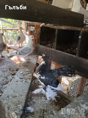 Ростовски, салтинети и гугутки , снимка 7 - Гълъби - 51955942