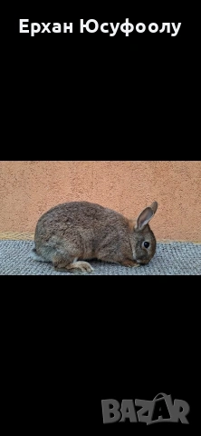 Декоративни зайчета