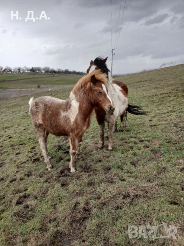 Продава се заплодена кобила с конче, снимка 3 - Коне - 53485320