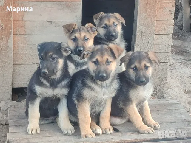 Немски и Източноевропейски овчарки мъжки и женски, снимка 1 - Немска овчарка - 48376798