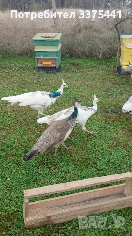 продавам пауни сребърни ,сребърни арлекини,Бели ,обикновени Индийски , снимка 9 - други­ - 52380621