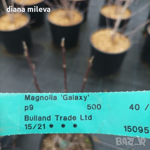 Магнолия Галакси, Magnolia ‘Galaxy’, снимка 5 - Градински цветя и растения - 44402951