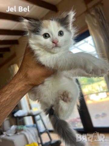 Ангорско Коте с Хигиенни Навици и Доставка до Вашия Град, снимка 8 - Ангорски - 49781355