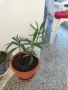 зокуми(олеандър), снимка 6
