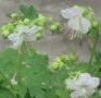 Бял здравец, снимка 1 - Градински цветя и растения - 45201651