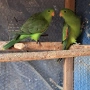 продавам червенокрили папагали чифт, снимка 4