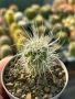 Продавам екзотични кактуси, колекционерски, редки видове - Echinocereus Nicholii, El Capitan и други, снимка 15