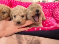 Пудел тойчета , снимка 1