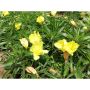 Oenothera macrocarpa missouriensis(Онотера), снимка 1 - Градински цветя и растения - 45842094