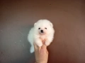Бели мъжки Померани , снимка 1