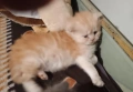 Персийски котета , снимка 3