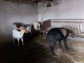 Продавам една овца, една коза, един пръч. Редовни, снимка 5