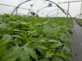 Разсад домати , снимка 4