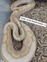 Кралски питон Ball python 1.0, снимка 1 - Змии - 45484545