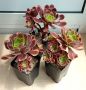 Aeonium 'Superbang', снимка 1