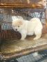 Продавам женско кученце Чау-чау, снимка 1 - Чау Чау - 45861887