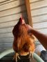 Пилета , Ярки (кокошки носачки), снимка 3