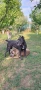 Cane Corso Italiano, снимка 9