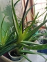 Лечебно Алое Вера, снимка 2