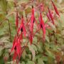 Фуксия - Fuchsia magellanica gracilis СТУДОУСТОЙЧИВА, снимка 2