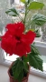 продавам цветя Китайска роза, червена, кичеста, снимка 1