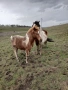 Продава се заплодена кобила с конче, снимка 3