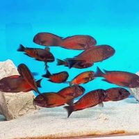 Рибки Африкански цихлиди, Tropheus Red Moliro! , снимка 1 - Рибки - 45675654
