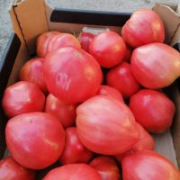 Разсад розови домати и краставици, снимка 5 - Разсади - 45434033