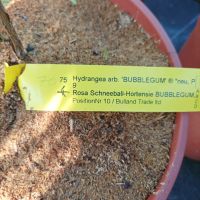 Хортензия Бъбългъм за супер слънце, Hydrangea Candybelle Bubblegum, снимка 5 - Градински цветя и растения - 45702429