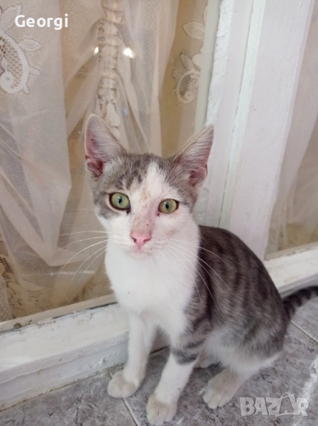 Подарявам малко мъжко коте, снимка 1
