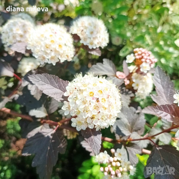 Физокарпус Диабло, Physocarpus Opulifolius Diablo, снимка 1