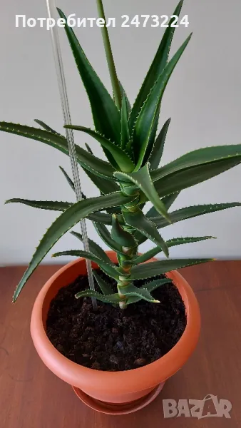 Алое вера, различни големини и суколентни , снимка 1
