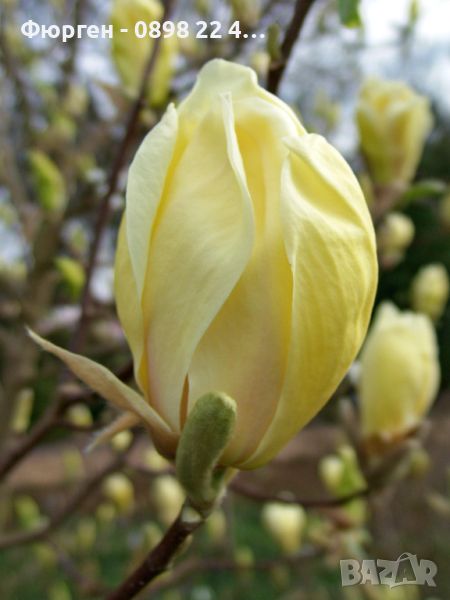 Магнолия - (''Жълт фенер'') Magnolia ‘Yellow Lantern’, снимка 1