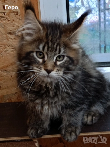 Мейн Кун , снимка 1